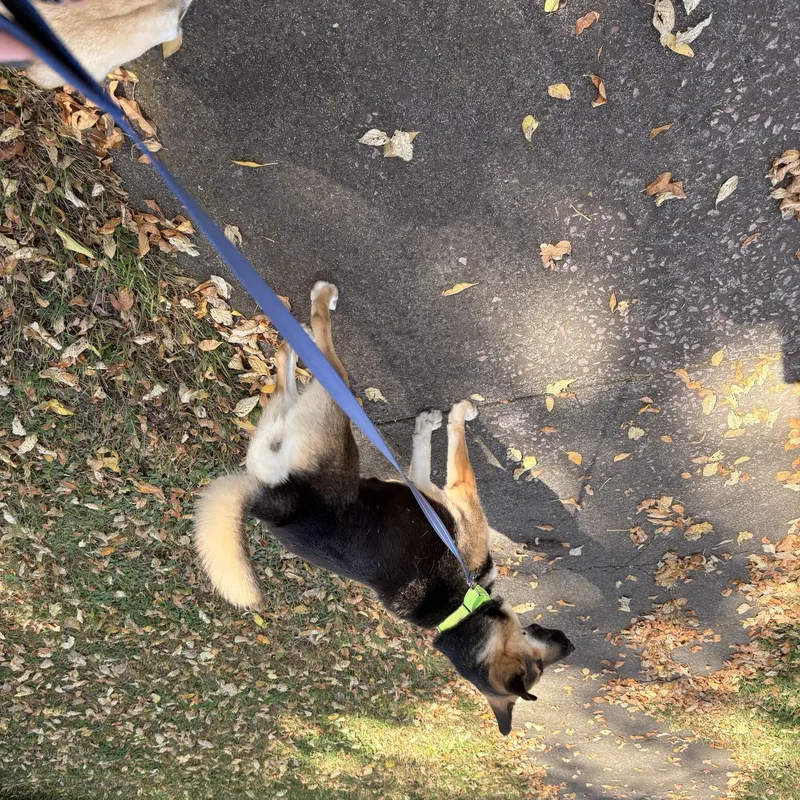 Willow thumbnail 5