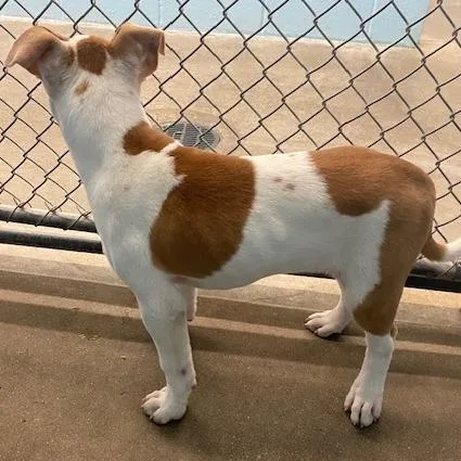 A baby small-sized female White / Cream Mixed Breed dog named Wren for adoption in Emporia, KS