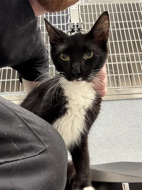 A young small-sized female Domestic Medium Hair cat named Grape for adoption in Indianapolis, IN