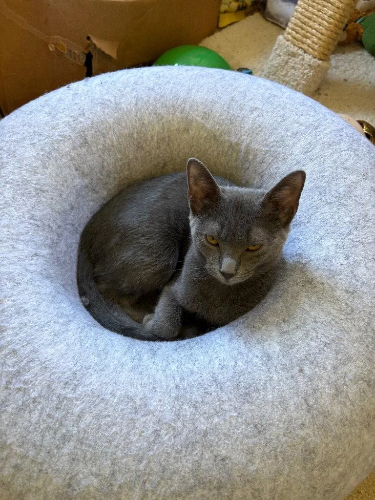 A young medium-sized female Domestic Short Hair cat named Sophie for adoption in Greenfield, IN