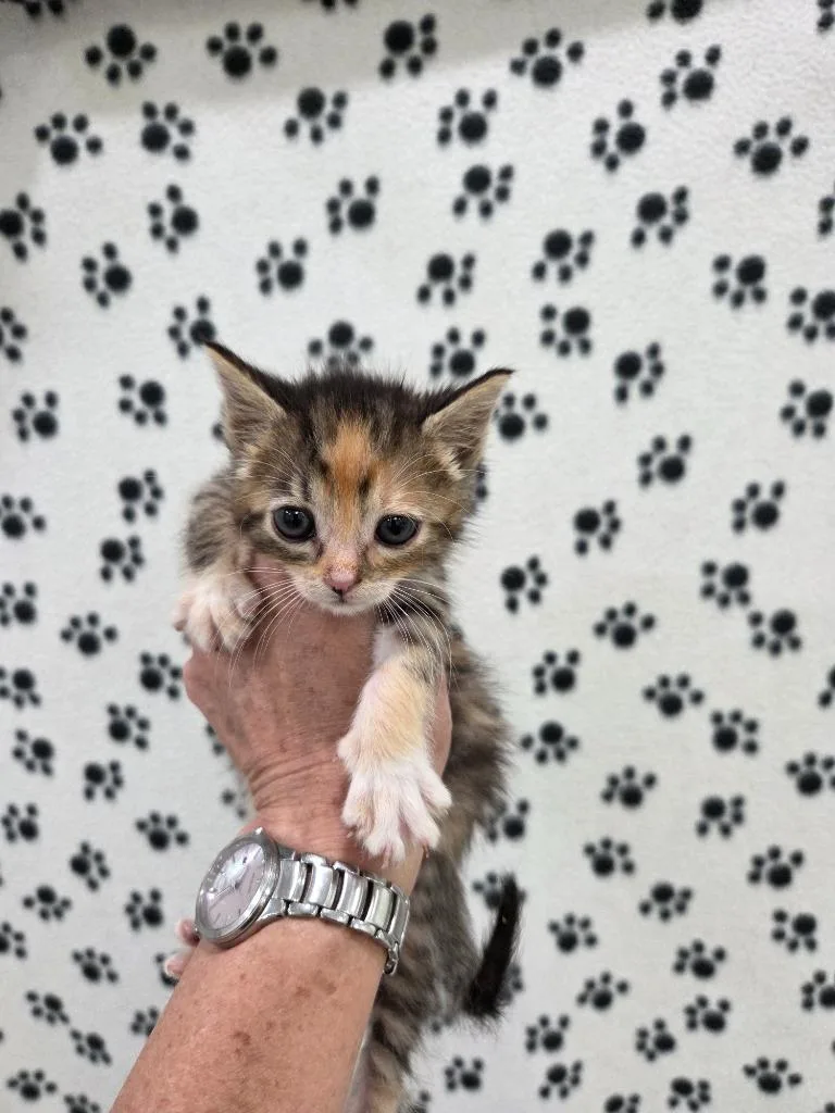 A baby small-sized female Domestic Short Hair cat named Patches for adoption in Brookings, OR