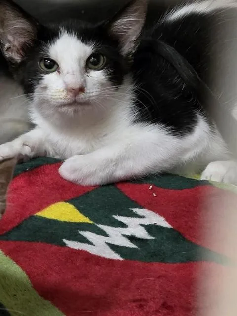 A baby small-sized female Domestic Short Hair cat named Blair for adoption in Aliquippa, PA