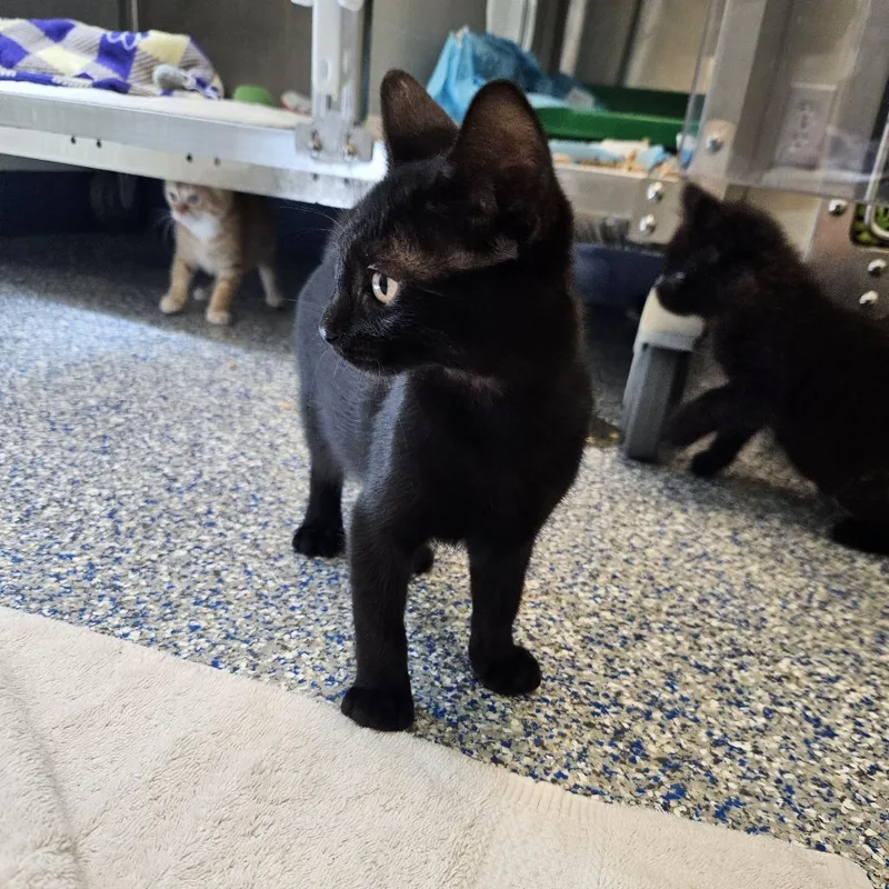 A baby small-sized male Domestic Short Hair cat named Cappuccino for adoption in Port Townsend, WA