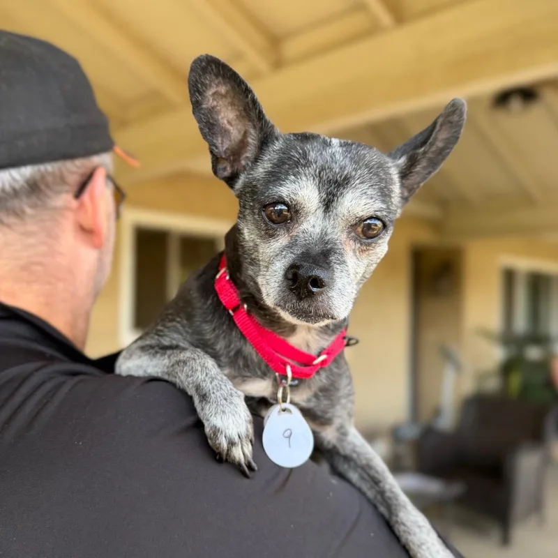 A senior small-sized female Black Chihuahua dog named Cheese for adoption in Ramona, CA