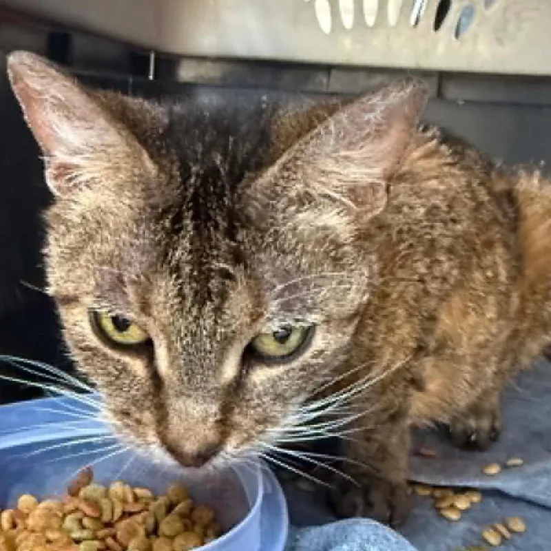 A young small-sized female Brown / Chocolate American Shorthair cat named Lady for adoption in Portland, TX