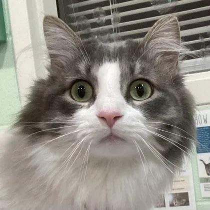 An adult large-sized female Domestic Medium Hair cat named Mochi for adoption in Cincinnati, OH