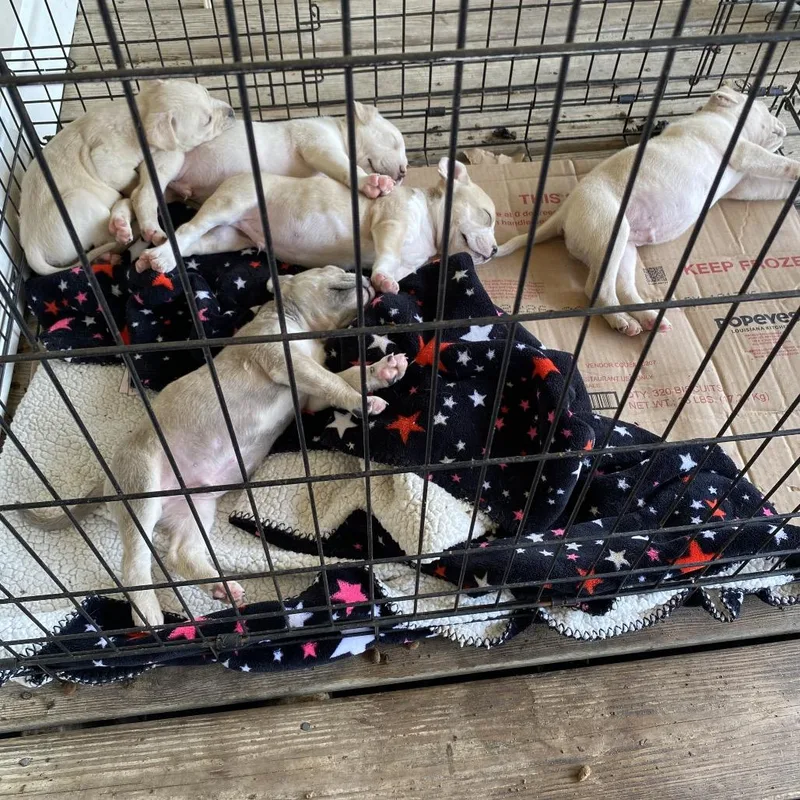 A baby small-sized male Apricot / Beige Mixed Breed dog named Major Melon for adoption in Melrose, FL