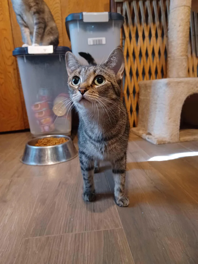 A young medium-sized female Tabby (Brown / Chocolate) Domestic Short Hair cat named Maxine for adoption in Guthrie, OK