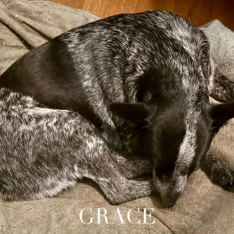An adult medium-sized female Black Australian Cattle Dog / Blue Heeler dog named Gracie KF for adoption in Austin, TX