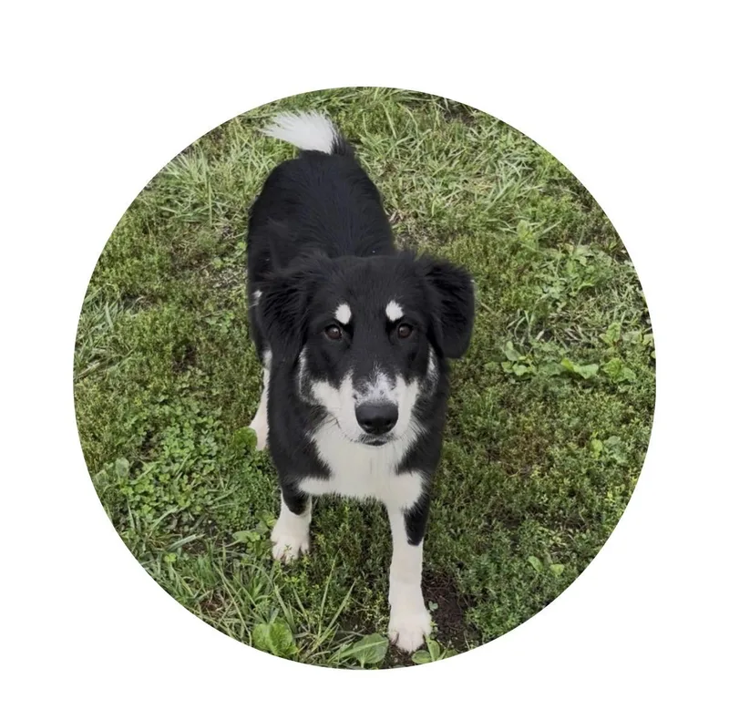 A young medium-sized female Border Collie dog named Annabelle for adoption in Chillicothe, MO