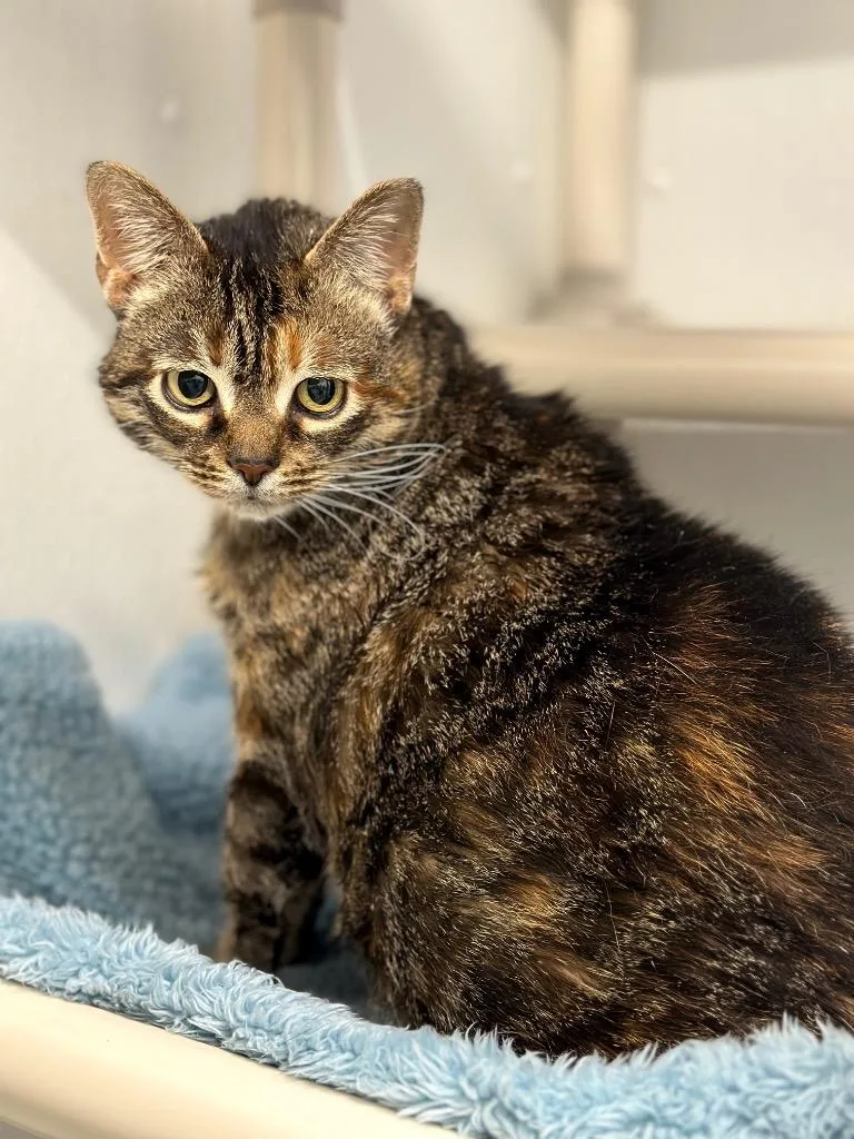 An adult medium-sized female Domestic Short Hair cat named Wally for adoption in Cumberland, ME