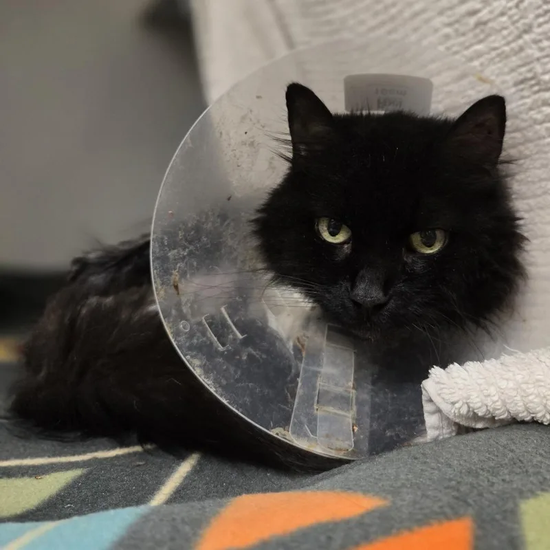 A senior medium-sized female Black Domestic Long Hair cat named Lucinda for adoption in Pittsburgh, PA