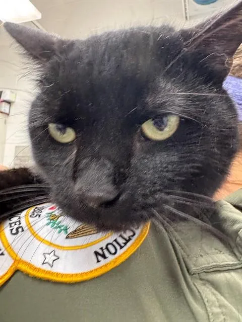 A young small-sized male Domestic Medium Hair cat named Shadow for adoption in Peoria, IL