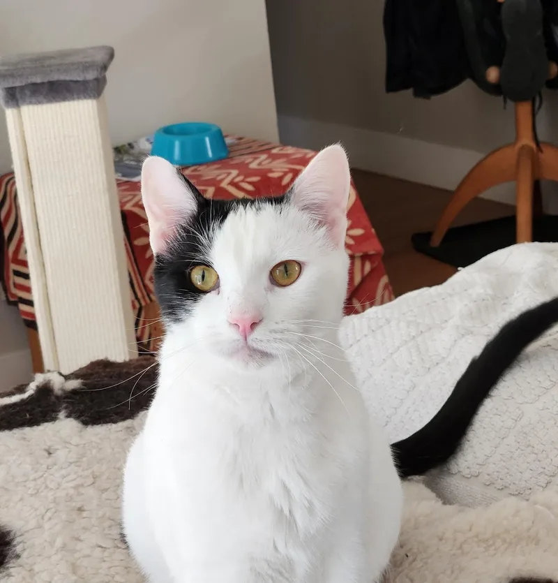 An adult large-sized male Black & White / Tuxedo Domestic Short Hair cat named Darwin for adoption in Davis, CA