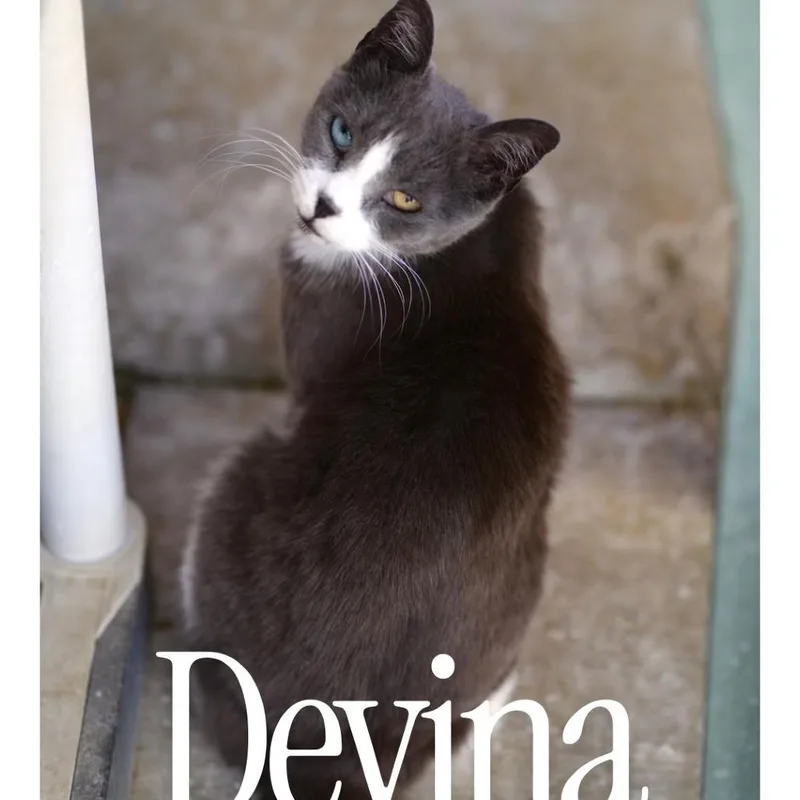 Devina thumbnail 2