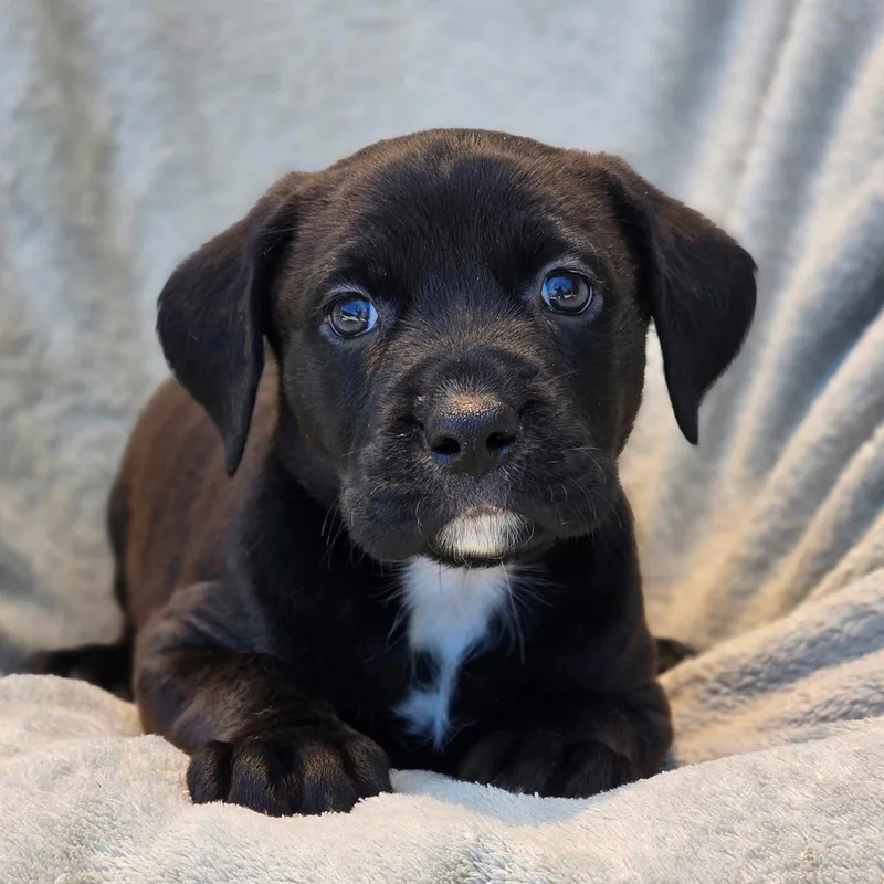 A baby large-sized female Terrier dog named Fiesta Pup  Mariachi for adoption in San Diego, CA