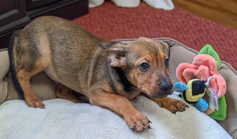 A baby small-sized male Black Mouth Cur dog named CloverSweet mo old for adoption in Fort Myers, FL