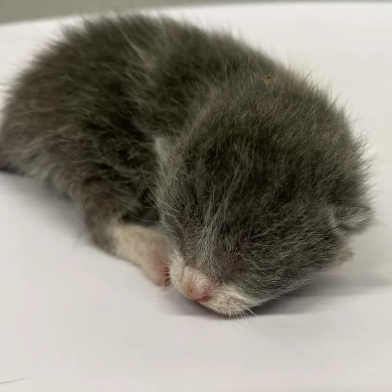 A baby small-sized female Domestic Short Hair cat named Sofie for adoption in Tampa, FL