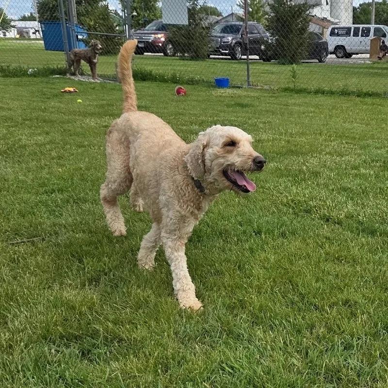 An adult medium-sized female White / Cream Standard Poodle dog named Twinkle for adoption in Pontiac, IL