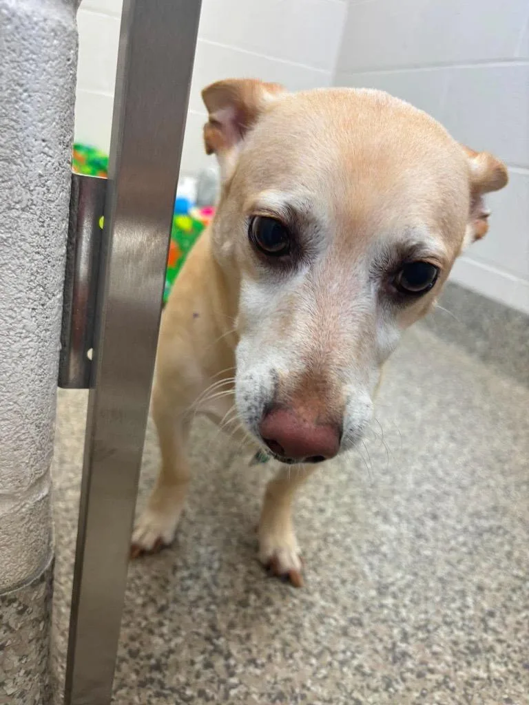 An adult medium-sized male Corgi dog named Mylo for adoption in Van Wert, OH