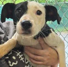 A baby medium-sized female Mixed Breed dog named Maisy for adoption in Raleigh, NC