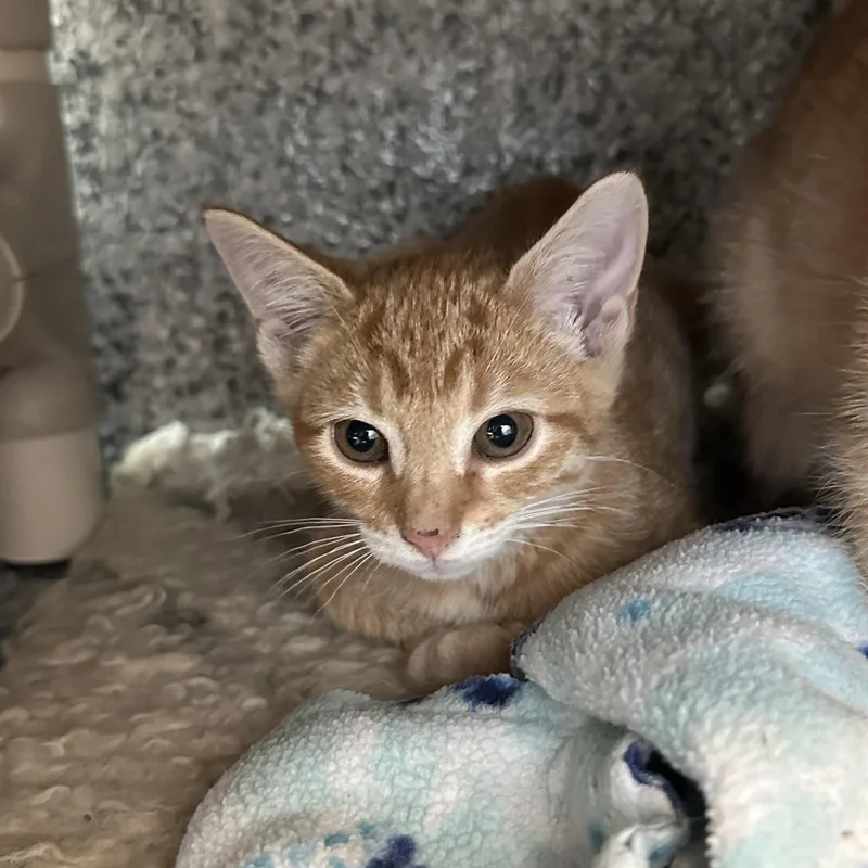 A baby small-sized female Domestic Short Hair cat named Clementine for adoption in Manassas, VA