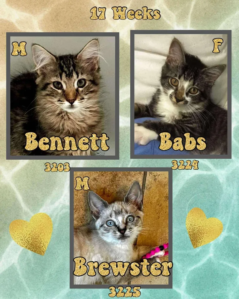 A young medium-sized male Siamese cat named Brewster for adoption in Holbrook, NY