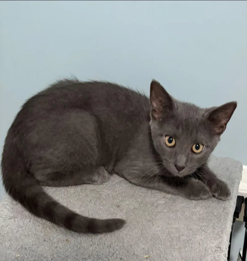 A young medium-sized female Gray / Blue / Silver Domestic Short Hair cat named Church for adoption in Bendersville, PA
