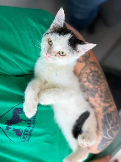 A young medium-sized female White Domestic Short Hair cat named Lugs for adoption in Leitchfield, KY