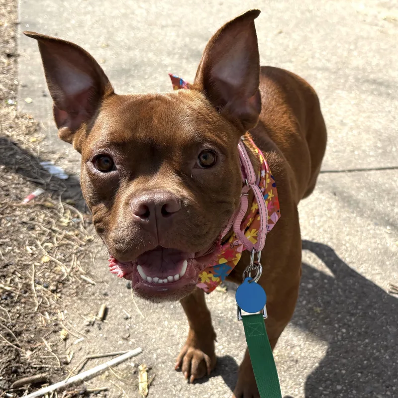A young small-sized female Red / Chestnut / Orange Boston Terrier dog named Red for adoption in Brooklyn, NY