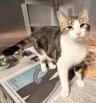 A young medium-sized female Tabby (Brown / Chocolate) Domestic Short Hair cat named Mochi for adoption in Heathsville, VA