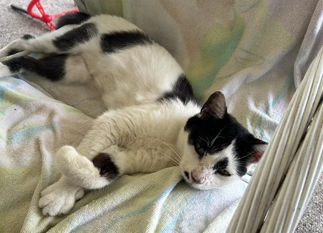 A young small-sized female Domestic Short Hair cat named Carla for adoption in Fort Myers, FL