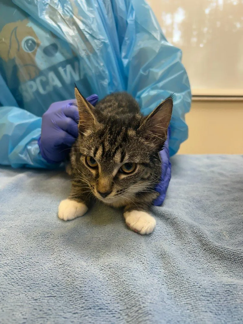 A baby small-sized female Tabby (Brown / Chocolate) Domestic Short Hair cat named Priss for adoption in Raleigh, NC