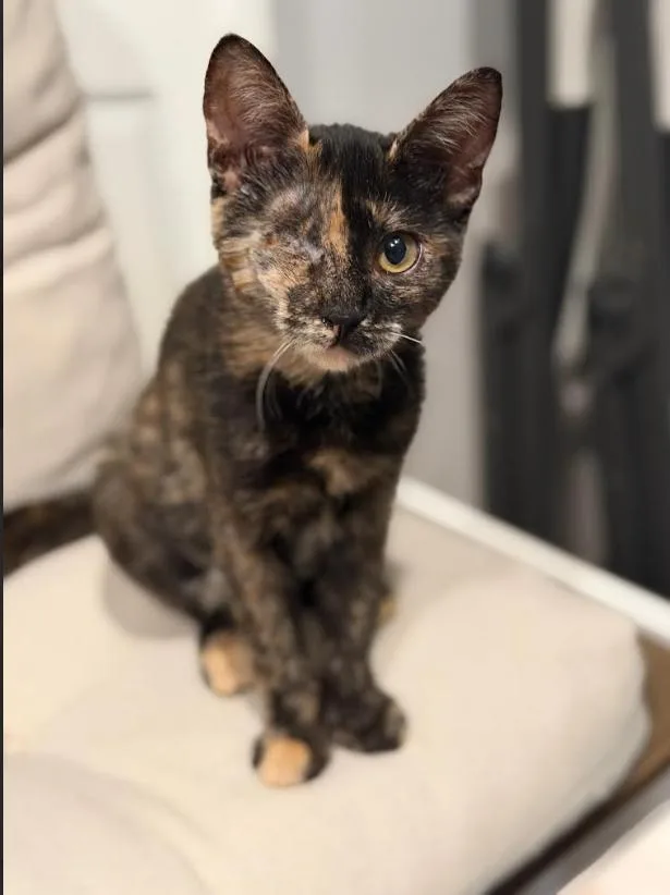 A baby small-sized female Domestic Short Hair cat named Wink for adoption in Fremont, CA