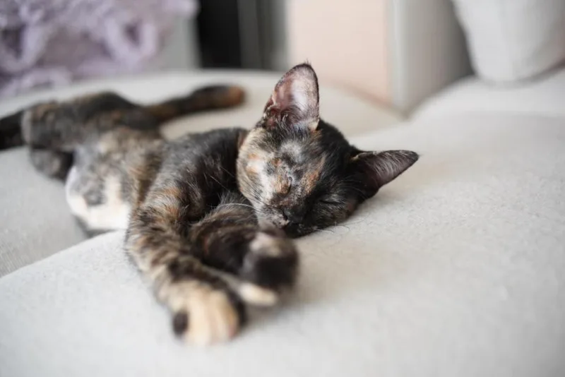 Wink thumbnail 3