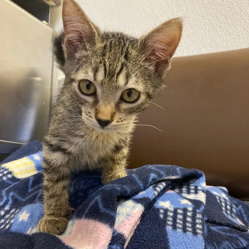 A baby medium-sized male Tabby (Brown / Chocolate) Domestic Short Hair cat named Timon for adoption in Kankakee, IL