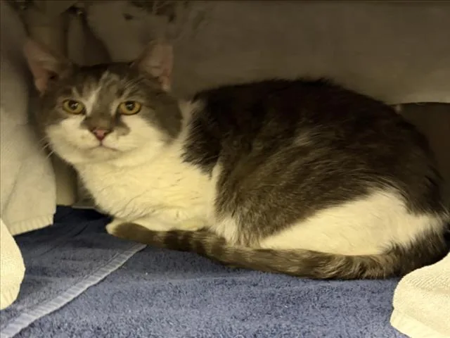 An adult medium-sized male Domestic Short Hair cat named Cachetes for adoption in Derwood, MD