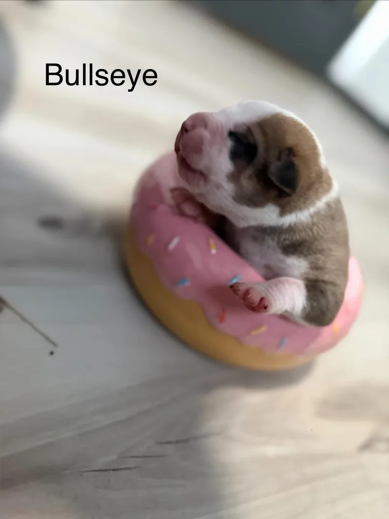 Bullseye thumbnail 2