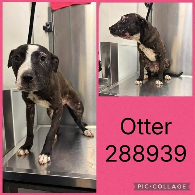 A young medium-sized female Mixed Breed dog named Otter for adoption in Macon, GA