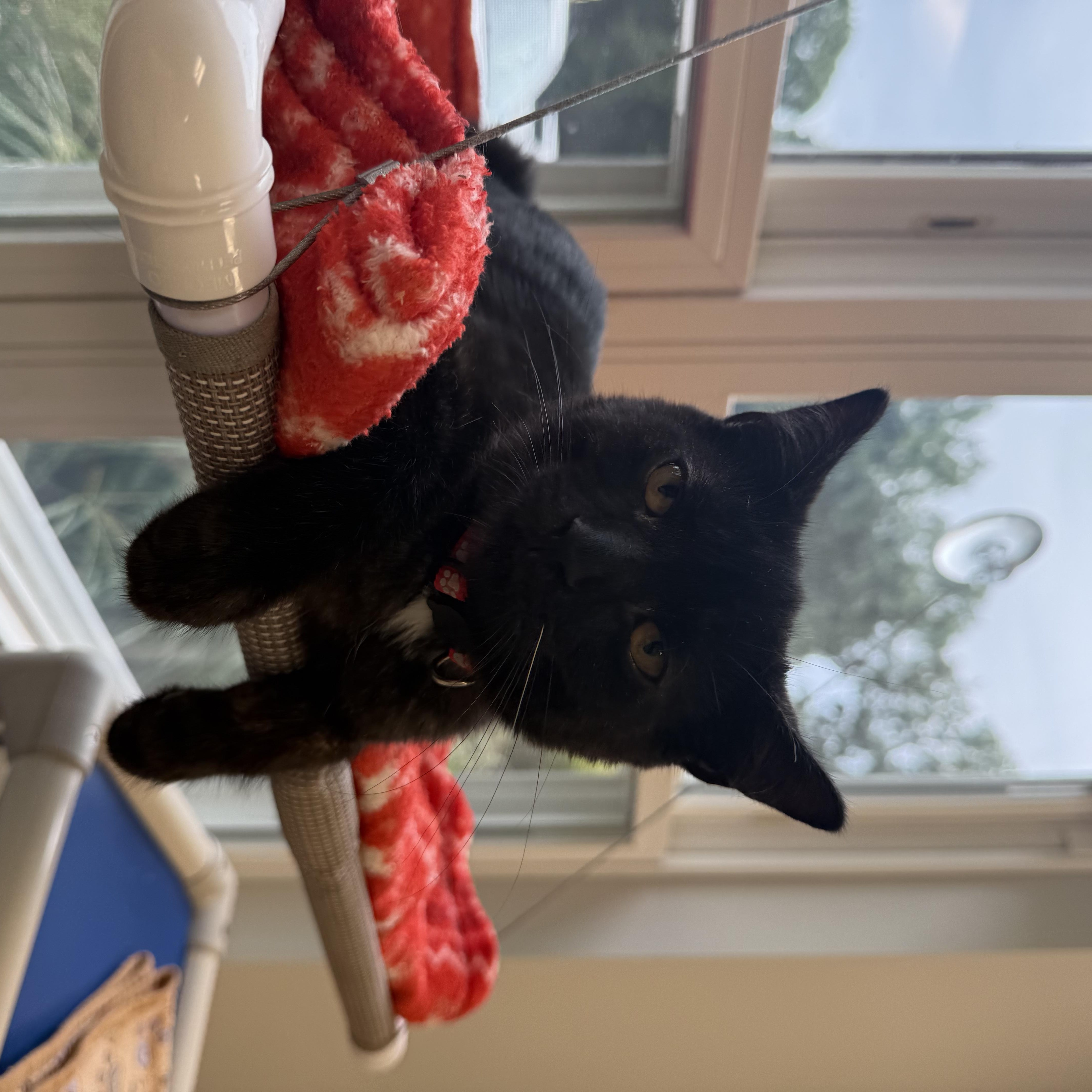 A baby small-sized male Black Domestic Long Hair cat named Fig for adoption in North Haven, CT