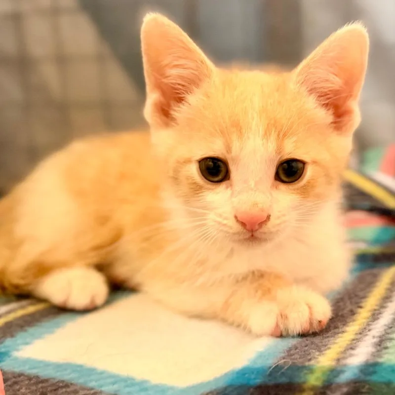 A baby small-sized male Buff / Tan / Fawn Domestic Short Hair cat named Zayn for adoption in Green Bay, WI