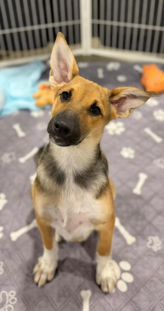 A baby medium-sized female Shepherd dog named Dulcinea for adoption in Fort Lupton, CO