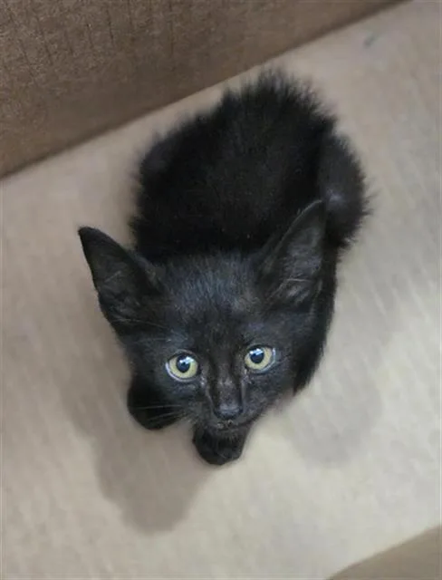 A baby medium-sized female Domestic Short Hair cat named Batgirl for adoption in Dallas, TX