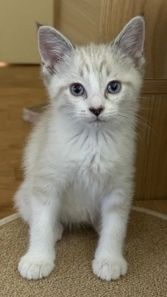 A baby small-sized male Siamese cat named Omelette for adoption in Dallas, TX