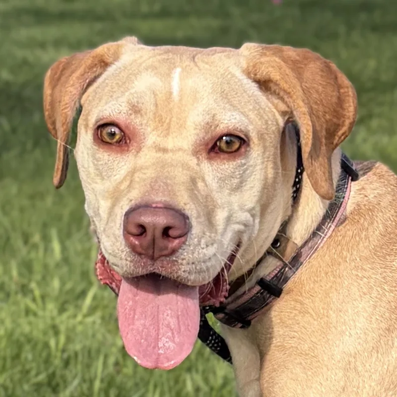 A young medium-sized female Labrador Retriever dog named Ruby for adoption in Jefferson, WI