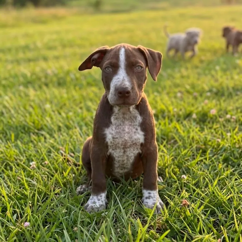 A baby large-sized male Brown / Chocolate Pit Bull Terrier dog named Benny for adoption in Semmes, AL