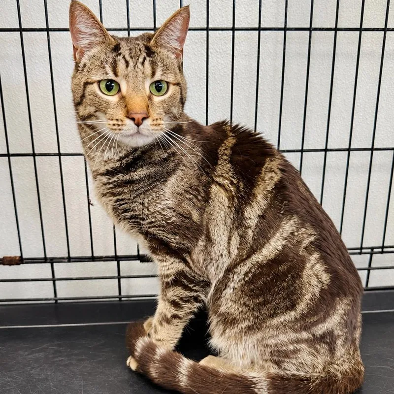 An adult small-sized female Brown / Chocolate Domestic Short Hair cat named Jennifer for adoption in Lebanon, MO