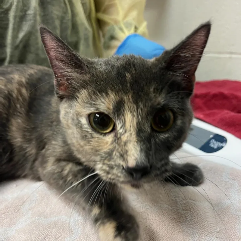 An adult medium-sized female Domestic Short Hair cat named Stormy for adoption in Murray, UT