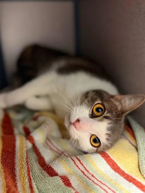 An adult medium-sized female Domestic Short Hair cat named Snowball for adoption in Agoura, CA