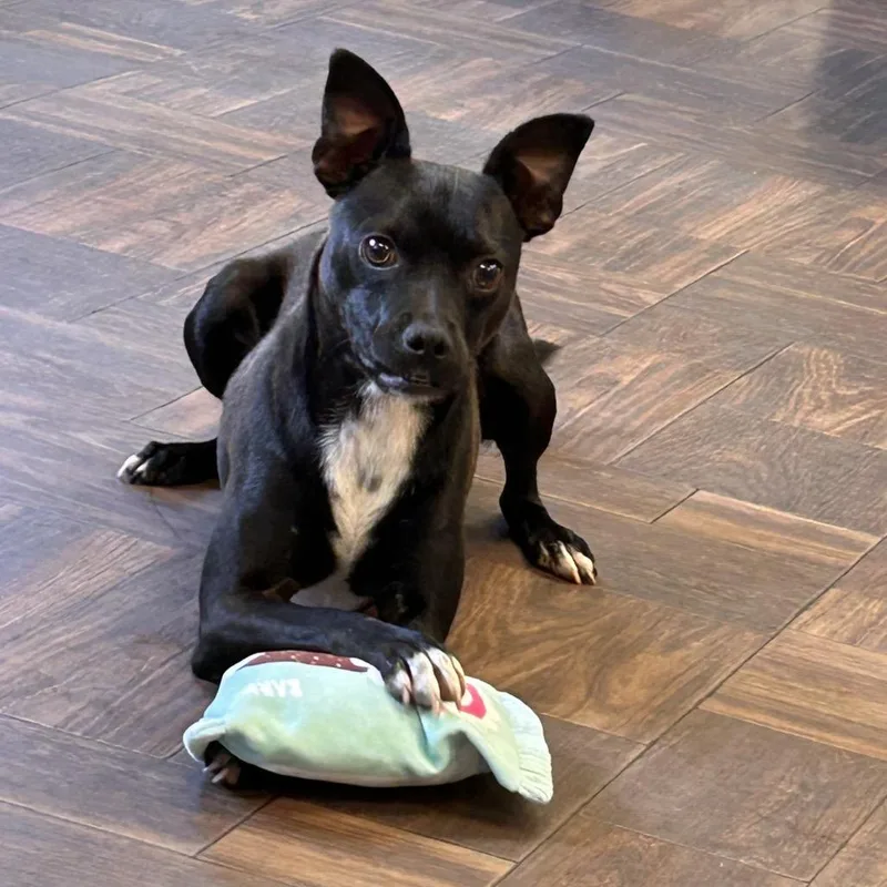 A young small-sized male Black Pit Bull Terrier dog named Henry for adoption in Roxboro, NC